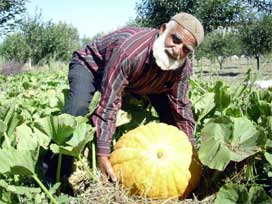 Sivas'ta 50 kg'lık kabak yetiştirdi