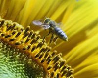 Arıların ölüm nedeni ortaya çıktı
