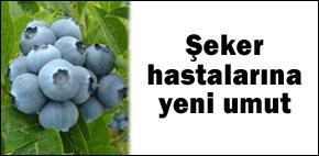 Şeker hastalığına yabanmersini