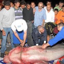 Marmara'da 600 kiloluk köpek balığı yakalandı