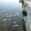 Mogan Gölü'nde balıklar yine kıyıya vurdu