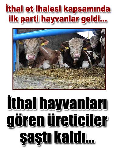 İlk parti ithal hayvan Türkiyede