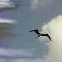 Bilim adamları, kanat açıklığı bir otomobil boyuna ulaşan bir uçan sürüngen türünü keşfettiler.