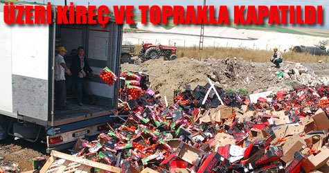 350 ton domates çöpe döküldü