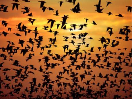 Bir günde 31 bin 701 kuş sayarak rekor kırdılar