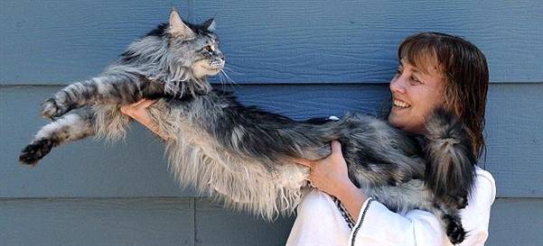 İşte dünyanın en uzun kedisi