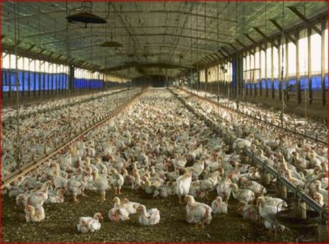 Tavuk gübresinden elektrik üretilecek