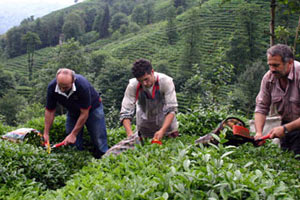 Yaş çay üretiminde tarihi rekor