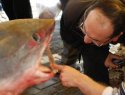 İstanbul Boğazı'nda köpek balığı yakalandı
