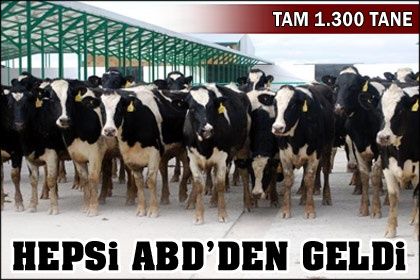 İthal bin 300 Holstein Konya'ya getirildi