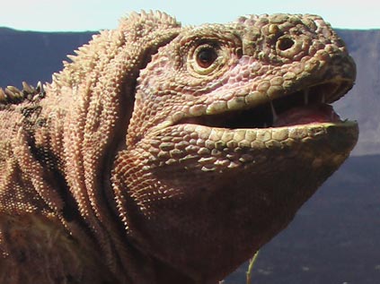 Galapagosta pembe iguana bulundu