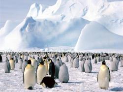 Antartika kriz mağdurlarını bekliyor