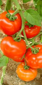 Hırsızlar domates tohumu çaldı