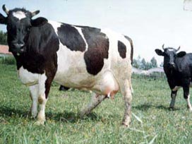 Adı olan inekler daha çok süt veriyor