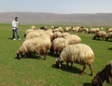 Aylık 3 Bin 500 TL maaşa çoban bulunamıyor