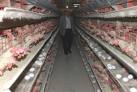 Çin, tavuk dışkısı kullanarak elektrik üretiyor