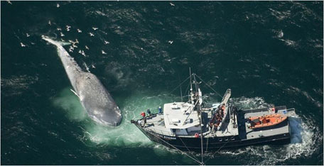 Dev balinanın trajik ölümü