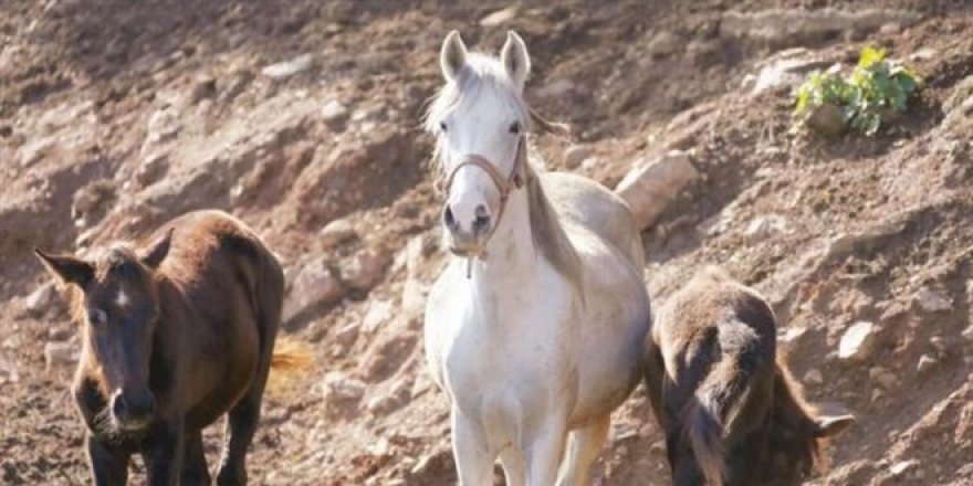Kayıp atlar MHP'de istifa getirdi