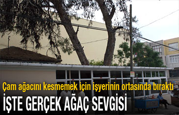 İşte gerçek ağaç sevgisi