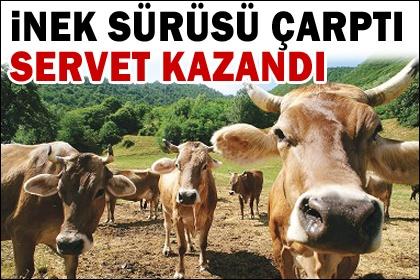 İnek sürüsü çarptı servet kazandı