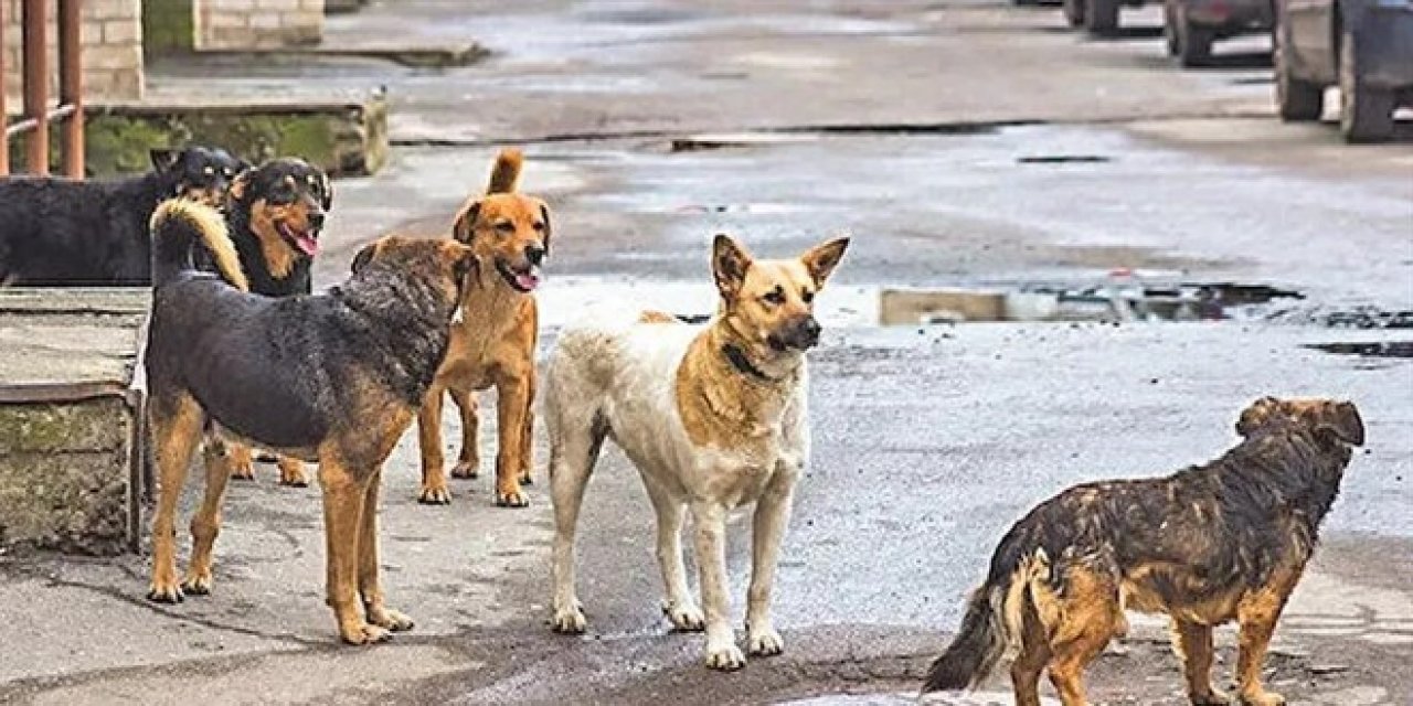 Hükümet düğmeye bastı: Sokak köpeklerine 'Avrupa' çözümü!